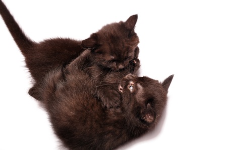 close-up portrait of two black kittens playing togetherの写真素材