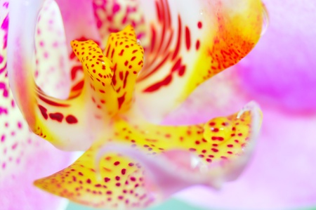 close-up of single pink orchid flower with drops of waterの写真素材