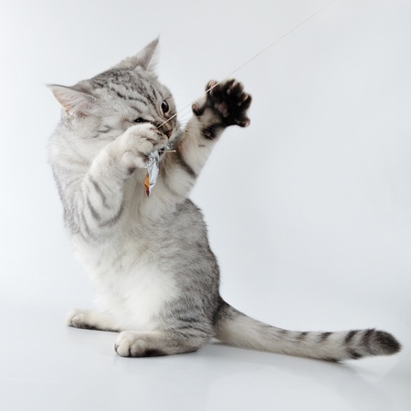 beautiful young  grey white Scottish kitten playingの写真素材