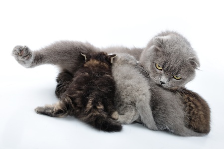 Mother cat feeding her kittens  Scottish folded eas breed  Studio shot  の写真素材