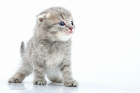 one month old beautiful young Scottish flod ear kittenの写真素材