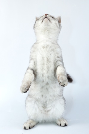 cute young silver tabby Scottish cat playing and standing on hind feet and looking upの写真素材