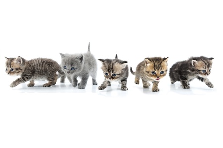 Group of little kittens walking towards together  Studio shot  Isolated over white background の写真素材
