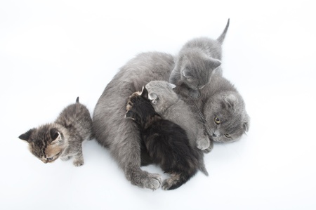 Mother cat feeding her four kittens  Isolated over white の写真素材