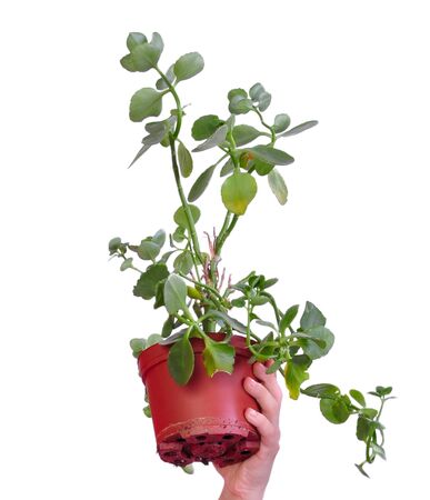 close-up of plant in a vaseの写真素材