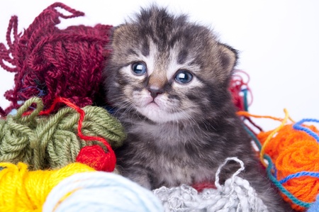 Studio portrait of a cute little kitten in balls of wool