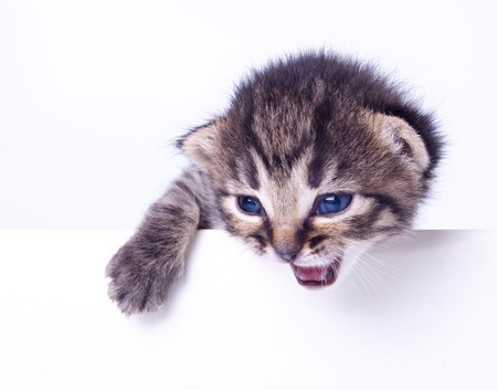 Studio portrait of a cute little 2 weeks old kitten.の写真素材