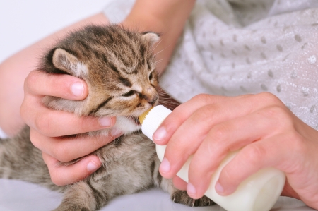 child feeding small kitten with milk from the bottleの写真素材