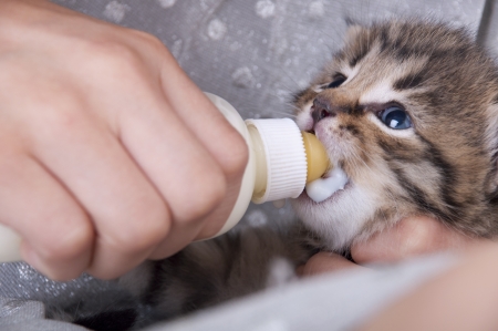little girl feeding small kitten with milk from the bottleの写真素材