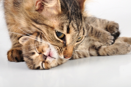 beautiful cute 20 days old small kitten going asideの写真素材