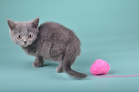 3 months old Scottish straight kitten with a woolball. Studio shot.の写真素材