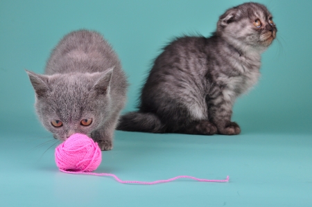Two Scottish straight fold kittens playing. Studio shot.の写真素材