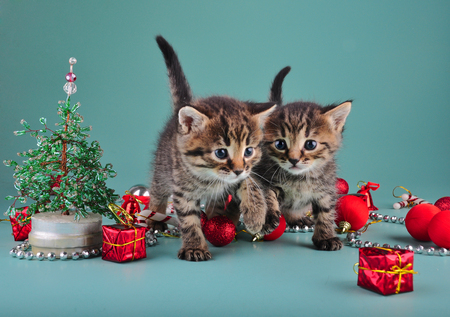 Small  kittens among Christmas stuff   Studio shot の写真素材