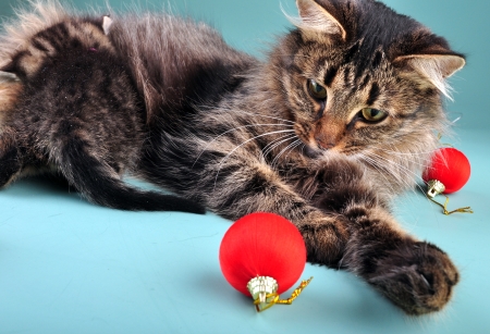 Mother cat feeding her kitten surrounded with Christmas stuff   Studio shot の写真素材