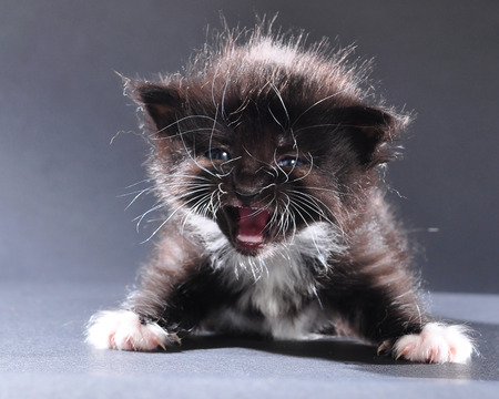 Small black and white kitten with white fluffy whiskers meowing. Isolated on dark background. Studio shot.の写真素材