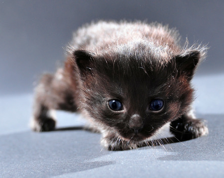 Portrait of small curious black baby kitten . Isolated on dark background. Studio shot.の写真素材