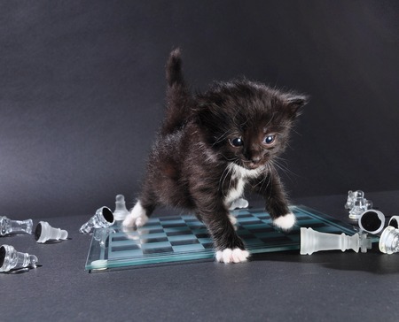 Studio shot of small black kitten walking across glass chess board with scattered pieces.の写真素材