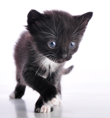 black and white kitten  walking toward cameraの写真素材