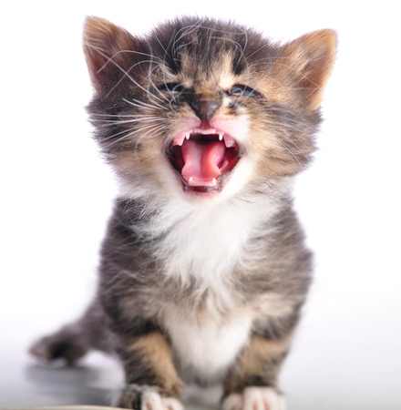 Small  kitten with mouth open meowing. Isolated on white background. Studio shot.の写真素材