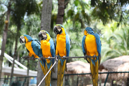 Blue-and-Yellow Macaw  Ara ararauna  parrots, also known as the Blue-and-Gold Macaw の写真素材