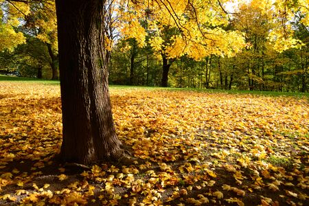 Autumn is one of the beautiful season for photographer.