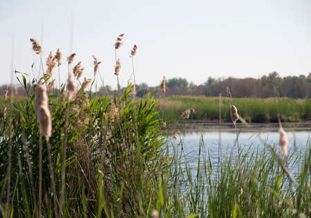 Reeds on the river bank on a summer day