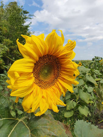Sunflower flower in the blue sky in the fieldの写真素材