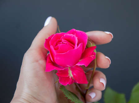 Pink rose bud, on a black background,の写真素材