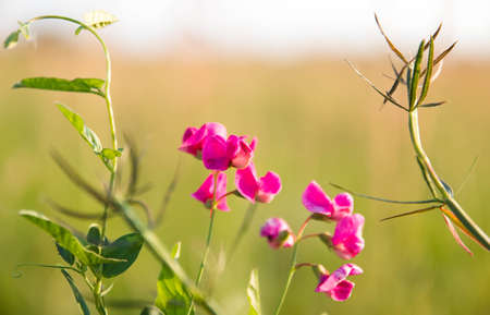 Pink peas and summer meadow flowers against the sky,の写真素材
