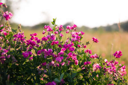 Pink peas and summer meadow flowers against the sky,の写真素材