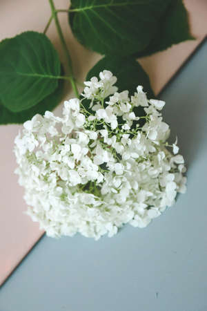 Jasmine flower on a multi-colored table, backgroundの写真素材