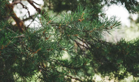 Green branches ate in the woodsの写真素材