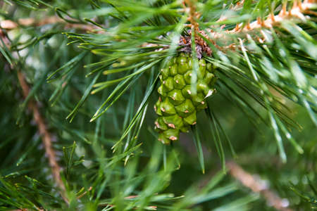 green bump on a branch of pineの写真素材