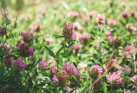 Tsveok clover in the meadow in summer