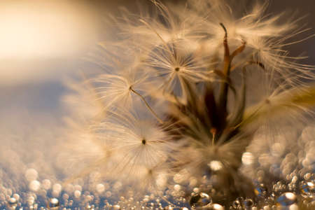 Dandelion in water droplets, sidewaysの写真素材