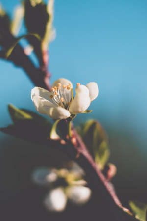 Cherry blossoms in the forest, bloomの写真素材