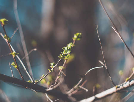 Green tree branches in spring, floraの写真素材