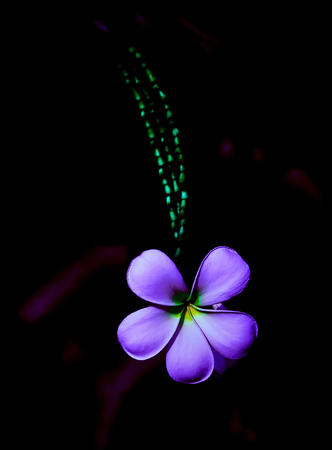 Blooming purple flowerの写真素材