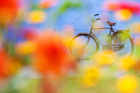 Flowers and old bicycle.の写真素材