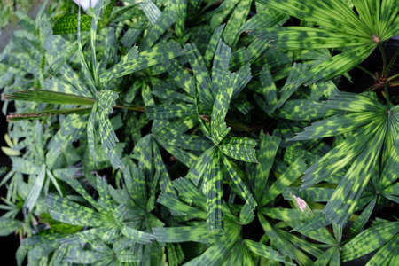 plam leafの写真素材