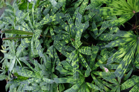 plam leafの写真素材