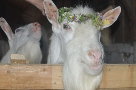 goatの写真素材