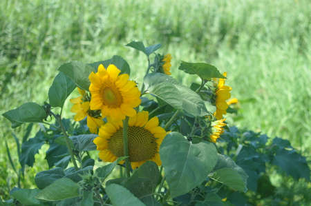 sunflowerの写真素材