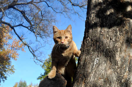 ginger catの写真素材