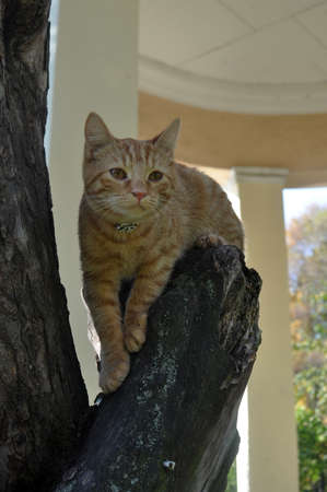 Red cat on a treeの写真素材