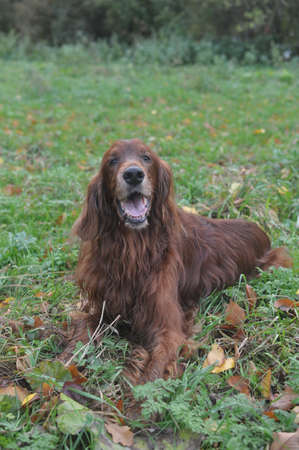 spaniel dogの写真素材