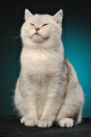 White cat on a blue backgroundの写真素材