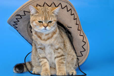 Cat in the hat on a blue backgroundの写真素材