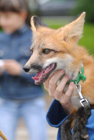Red foxの写真素材