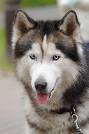 dog Laikaの写真素材